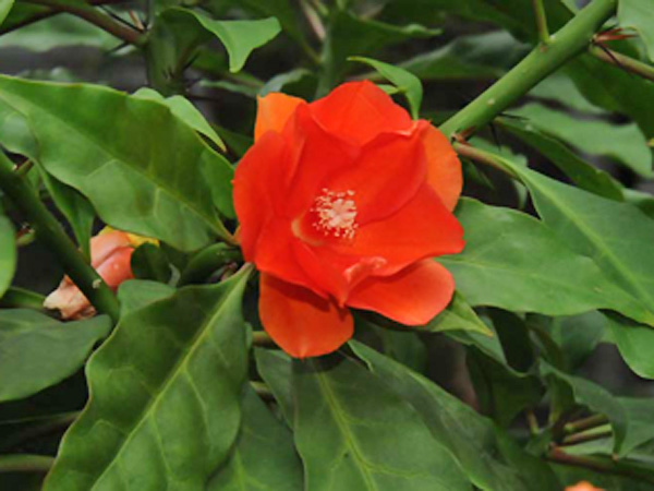 玫瑰麒麟的花朵-100.12.02 攝於臺北植物園民生植物區