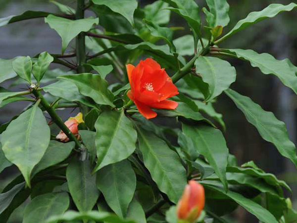 玫瑰麒麟的花與葉-100.12.02 攝於臺北植物園民生植物區