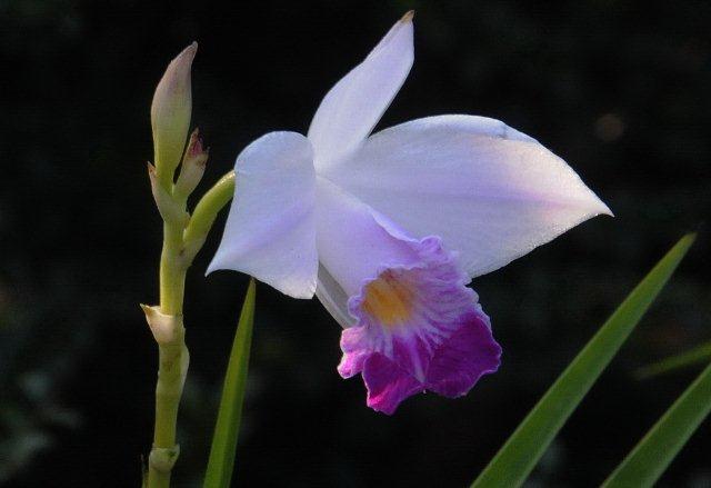 葦草蘭的花類似嘉得麗亞蘭-100.11.05攝於台北植物園