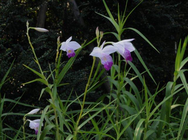 葦草蘭為叢生的地生蘭-100.11.05攝於台北植物園（組織培養苗）