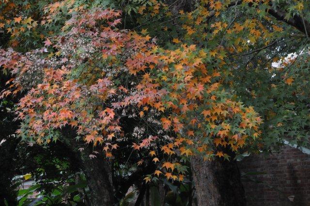 青楓的紅葉 101.01.07 攝於台北植物園