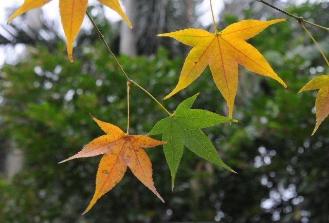 青楓的黃葉 101.01.07 攝於台北植物園