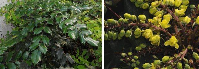 竹子山十大功勞，左圖：葉子，右圖：花序