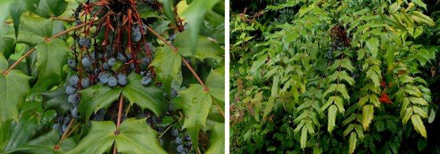 日本十大功勞；左圖：果序，右圖：葉子