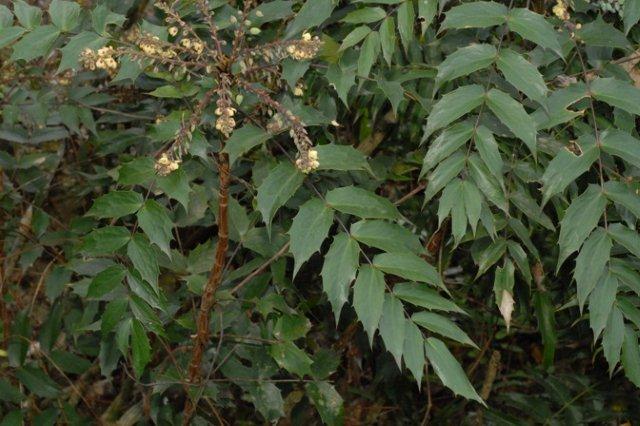 玉山十大功勞植株