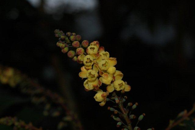 玉山十大功勞花序