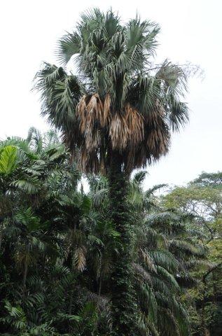 墨西哥熊掌櫚(熊掌櫚)