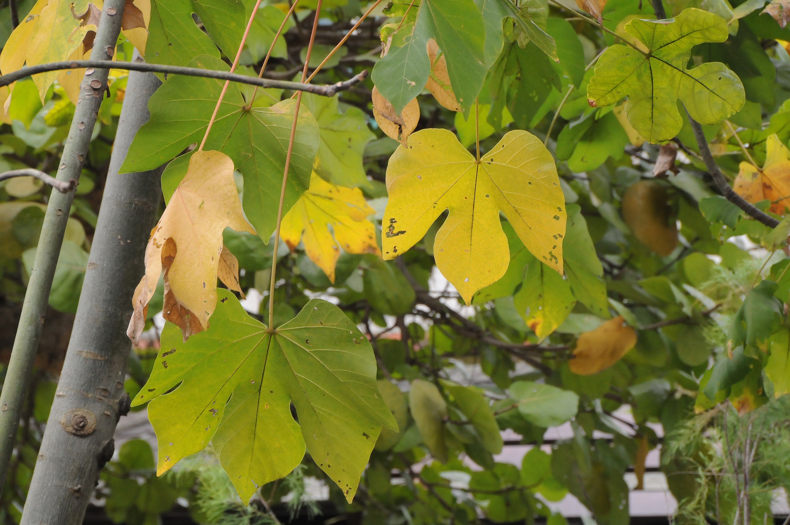 梧桐葉3-5掌狀分裂