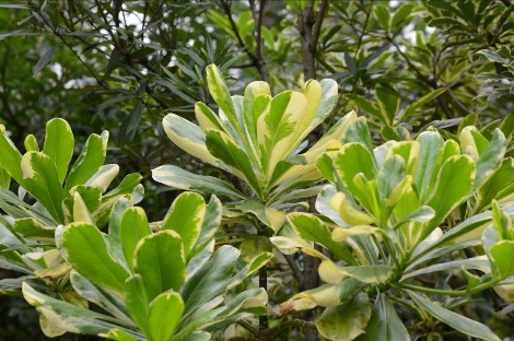 台北植物園好花共賞101-南灣草海桐(斑葉草海桐)