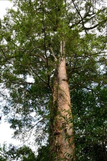 台北植物園好花共賞97－台灣油杉