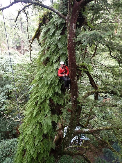 Steven Pearce於扁柏巨木樹冠層拍攝 