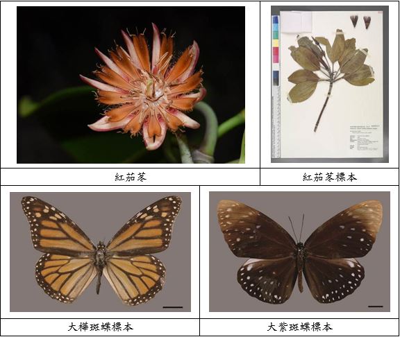 建立植物、昆蟲的「戶口名簿」_紅茄苳、大樺斑蝶、大紫斑蝶