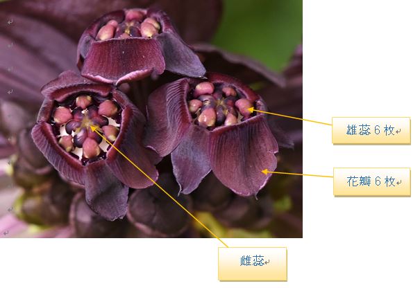 雄蕊、雌蕊與花瓣6枚-2016.09.12呂勝由攝於台北植物園