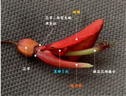 雞冠刺桐-花的構造