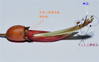 雞冠刺桐-雄蕊、雌蕊與花萼