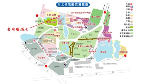 食用蠟燭木-台北植物園位置圖