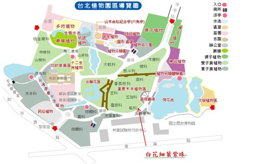 白花細葉紫珠-台北植物園位置圖