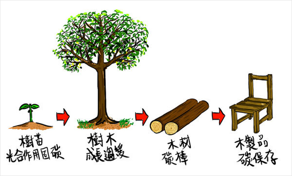 林木生產過程