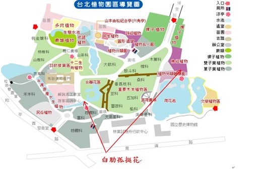 白肋孤挺花-台北植物園位置圖