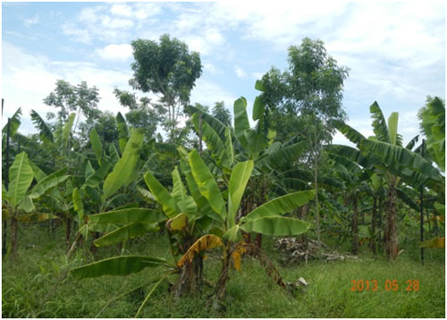 圖1.與香蕉混植之光蠟樹，樹形明顯較為高大且樹幹較少分叉