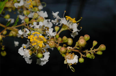 圖1. (每月情報)九芎開花：每年五月九芎開始換膚，六月時，帶著細長花柄的白色小花開始在枝頭綻放。