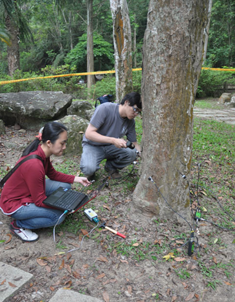圖2.樹醫團隊利用2D影像現場檢測林木結構