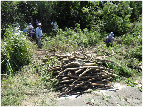 圖1、林業試驗所協助墾丁社頂部落推動移除外來種銀合歡，再利用其枝條製作組合玩具的計畫