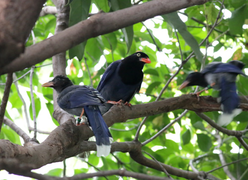 圖1.今年在台北植物園出生的幼鳥，離巢後仍然跟隨母鳥