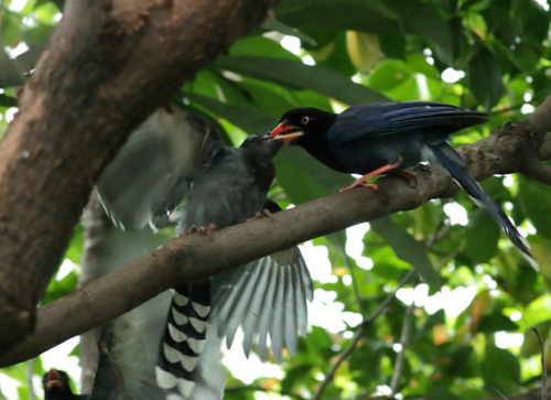 圖2. 離巢後的藍鵲幼鳥仍然依賴母鳥餵食