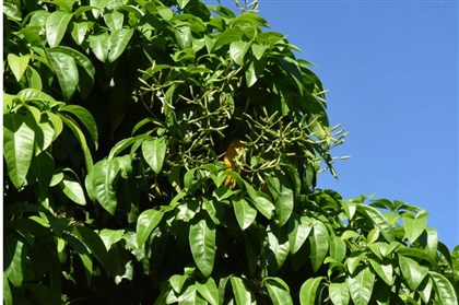 20161203皮孫木果實尚未成熟