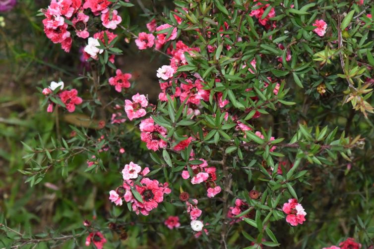 松紅梅-20170227台北植物園