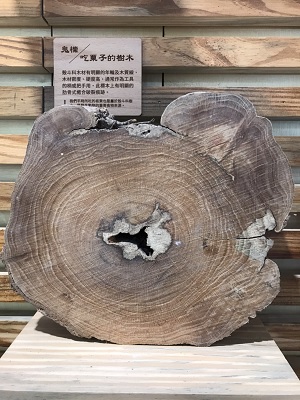 鬼櫟樹木圓盤標本-殼斗科木材有明顯的年輪及木質線，木材密度、硬度高，通常作為工具的柄及把手用，此標本上有明顯的肋骨式癒合破裂痕跡。