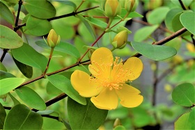 圖3、黃花鮮明亮麗的台灣金絲桃，是台灣特有種，也入選為本次栽植物種。(林業試驗所鐘詩文攝)