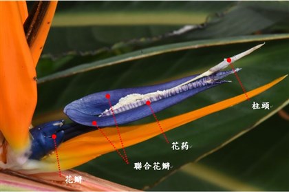 3片藍色花瓣，其中有兩枚為聯合瓣