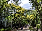 台灣欒樹夏季金黃花序、秋季的紅果，為都市換上不同的色彩_台灣大學舟山路
