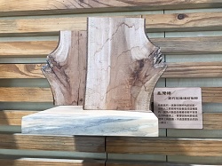 台灣櫸樹木標本-腐朽枝條與樹幹的連接，枝條腐朽，逐漸往樹幹內部前進，沒有人工修剪時可能會造成這種腐朽，因為大斷面枝條癒合較不容易；在木料使用上，雖會因死節造成使用上的困擾，不過這都是自然的一部分。