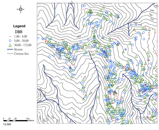 蓮華池森林動態樣區中特有種南投石櫟的空間分布圖