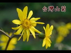 台灣山菊