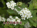 太魯閣繡線菊