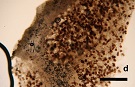 d為菌肉內成熟的子囊及子囊胞子 bar 500 μm