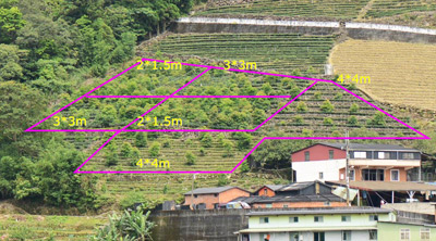 Fig. 1 Trees were interplanted at different densities at Pinglin demonstration site 