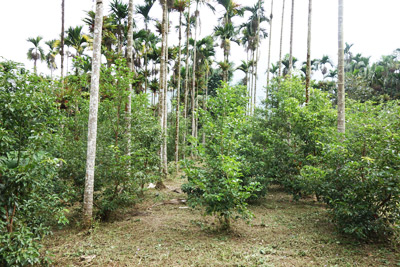 Fig. 2 Yuchi demonstration site (Betel nut-Cinnamomum kanehirae system) 