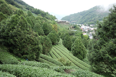 Fig 3. The low-density interplanted Taiwan Incense Cedar are growing fast and robust at Lushan study site