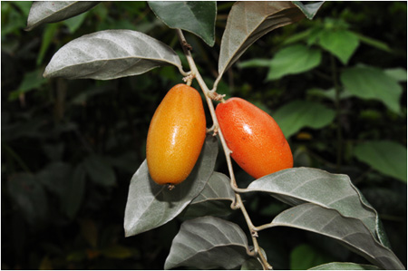 密花胡頹子果成熟時橘紅色-100.03.24攝於台北植物園(14區苗圃)