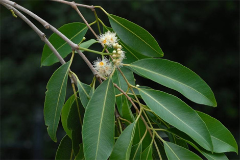肯氏蒲桃花枝2012.04.08攝於台北植物園