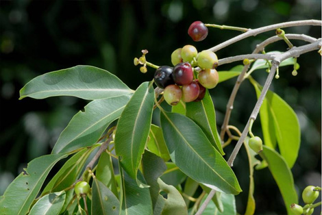 肯氏蒲桃果枝2012.07.10攝於台北植物園