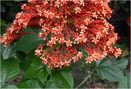 花冠紅色或橙色-2013.10.22攝於台北植物園14區苗圃