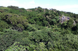 墾丁高位珊瑚礁森林森林冠層