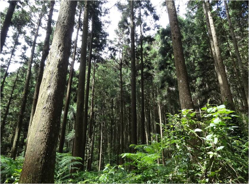 圖1. 通過驗證的林地，意謂森林經營者以負責任態度執行森林經營實務，符合環境、社會與經濟相互平衡的永續經營目標。