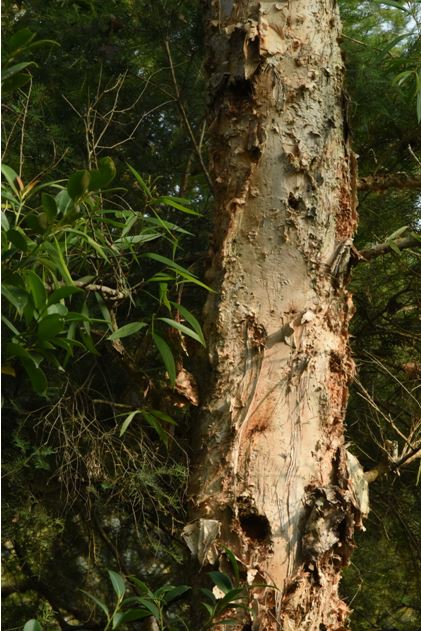 五脈白千層的樹皮